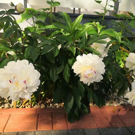 Penzion Zakatek Wilenski